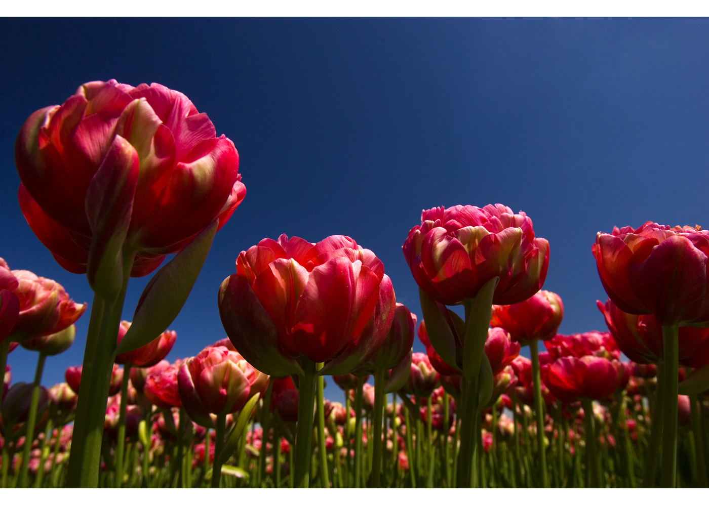 Tulpen 3